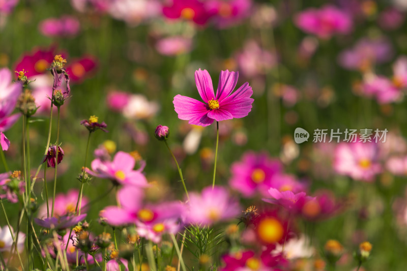 夕阳下的格桑花或波斯菊