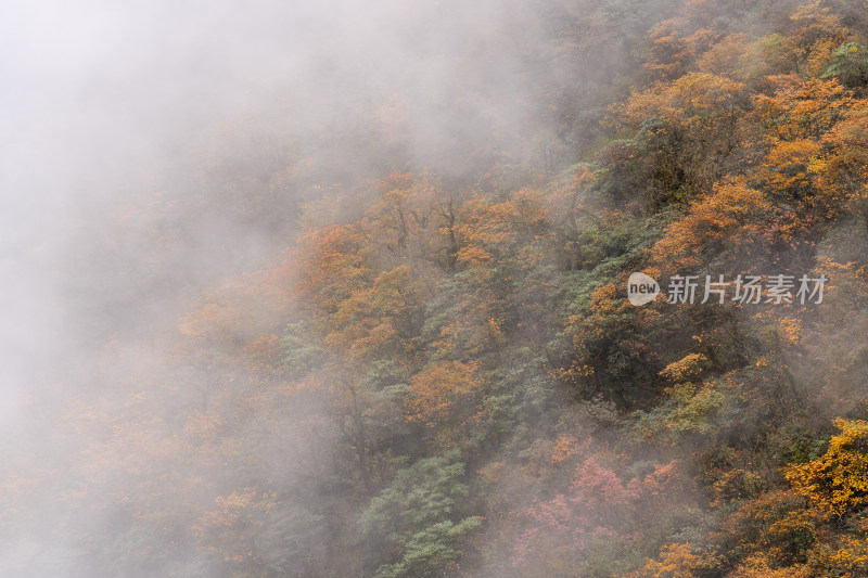 四川瓦屋山秋天雾中的彩林