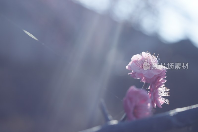 梅花 腊梅 红梅花