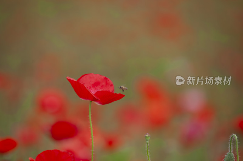 虞美人秋英花 花海 蜜蜂