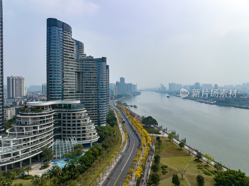 广东广州春季金色的花海城市中的金色花朵