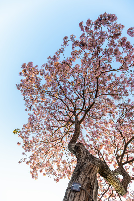 紫花风铃木