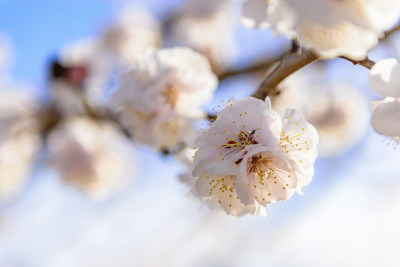 盛开杏树花枝