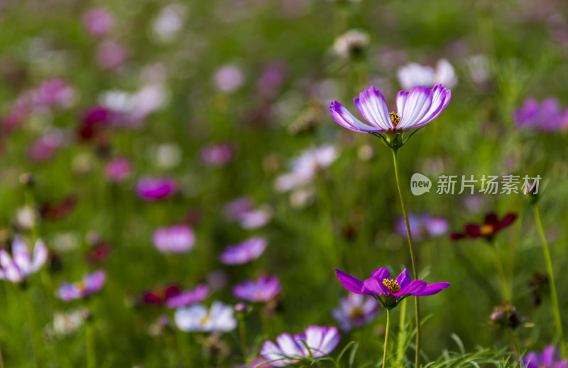 四季花卉盆景格桑花