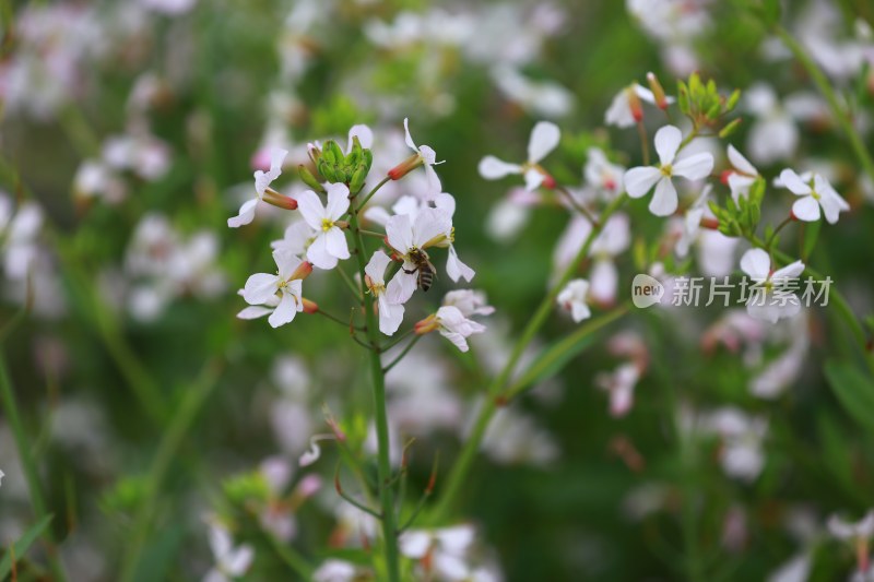 汉中皇塘的油菜花