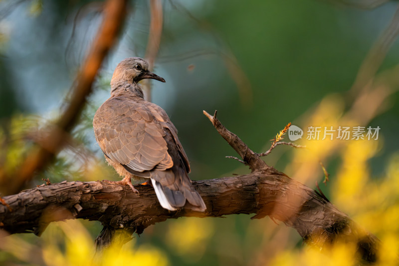 珠颈斑鸠（Streptopelia chinensis）