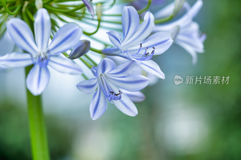 植物百子莲开花特写