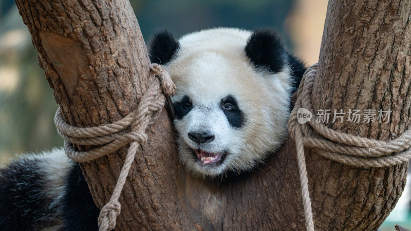 树杈上的大熊猫