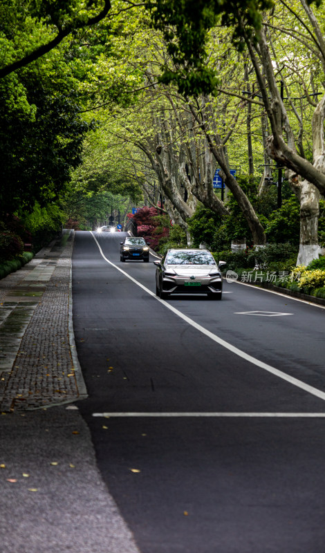 杭州西湖杨公堤道路春色景观