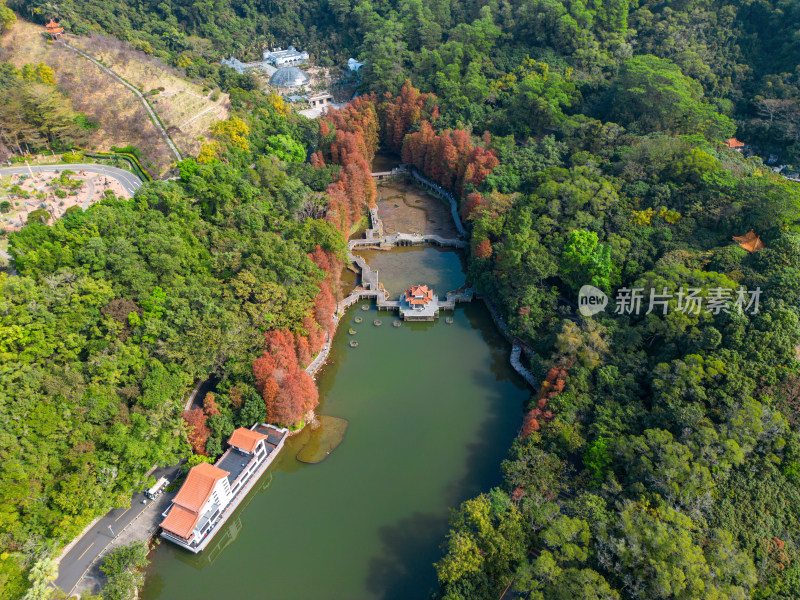 深圳仙湖植物园落羽杉