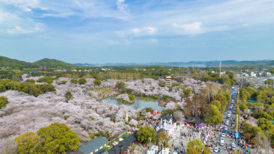 湖北武汉东湖樱花园里的游客