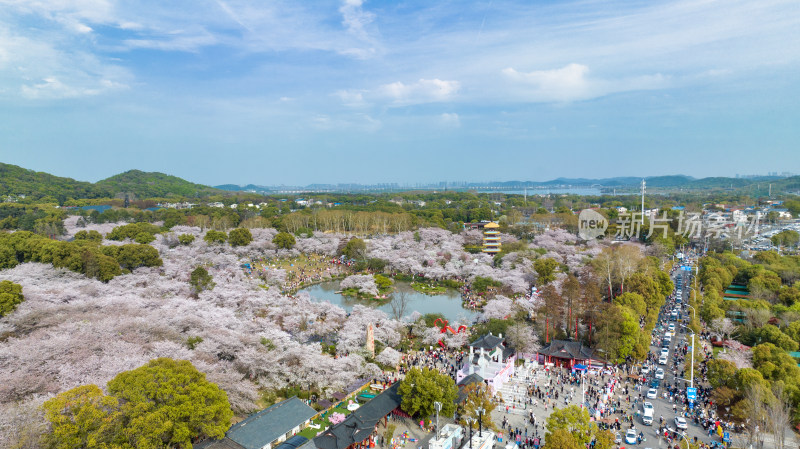 湖北武汉东湖樱花园里的游客