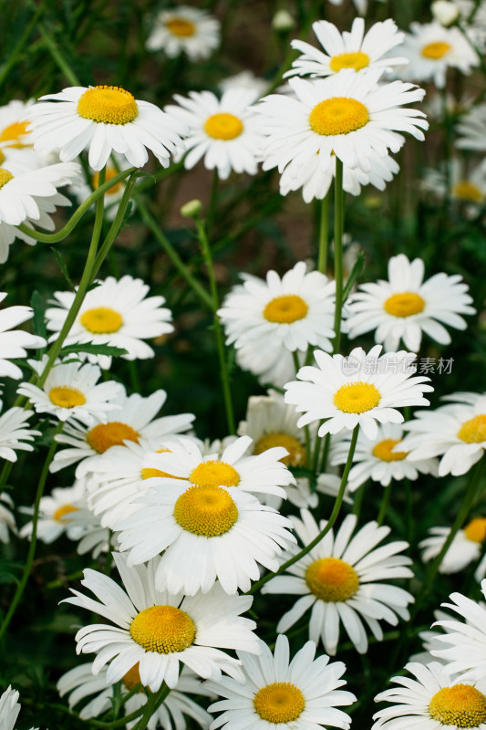 北京北坞公园雏菊