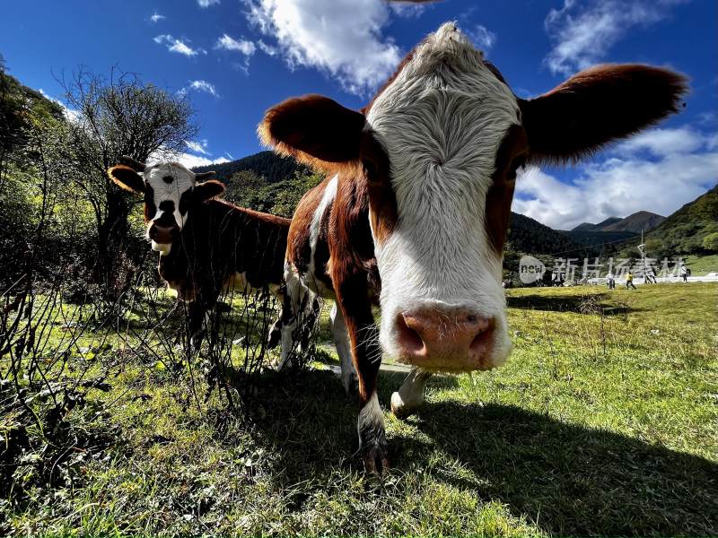 高原草原上的牦牛