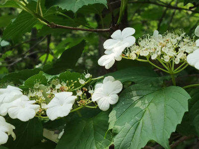 山花烂漫