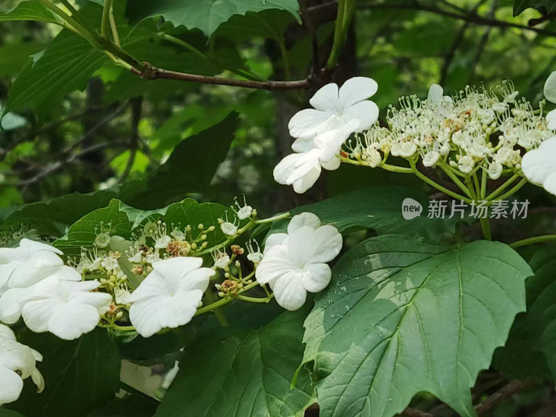 山花烂漫