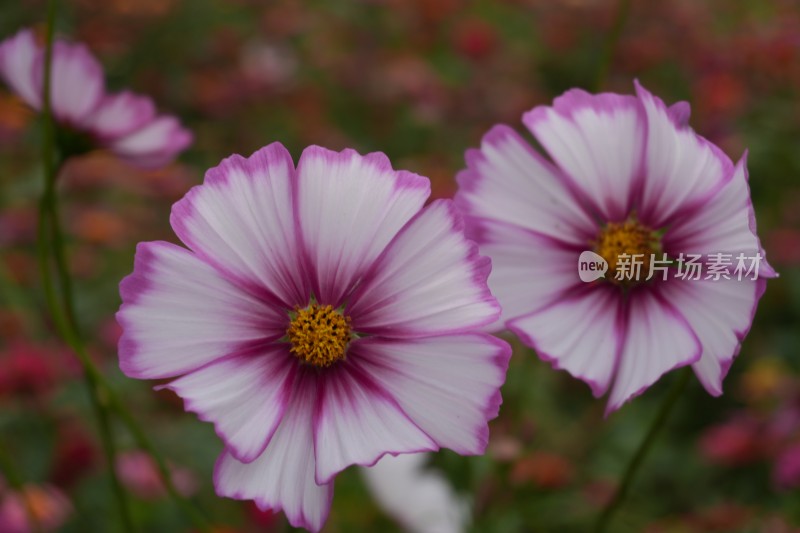 百日菊花海及特写