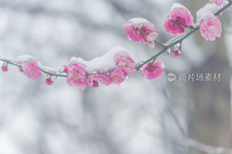 武汉东湖梅园雪中梅花盛开