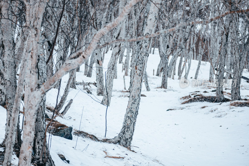 冬季雪地上生长着的树木