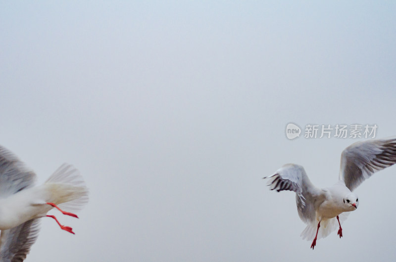 两只相反飞行的海鸥