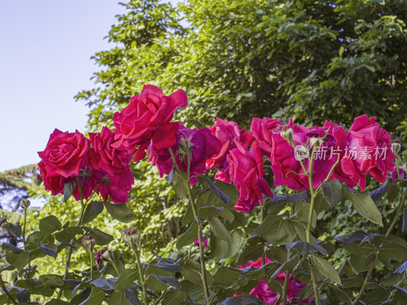 夏季花朵特写