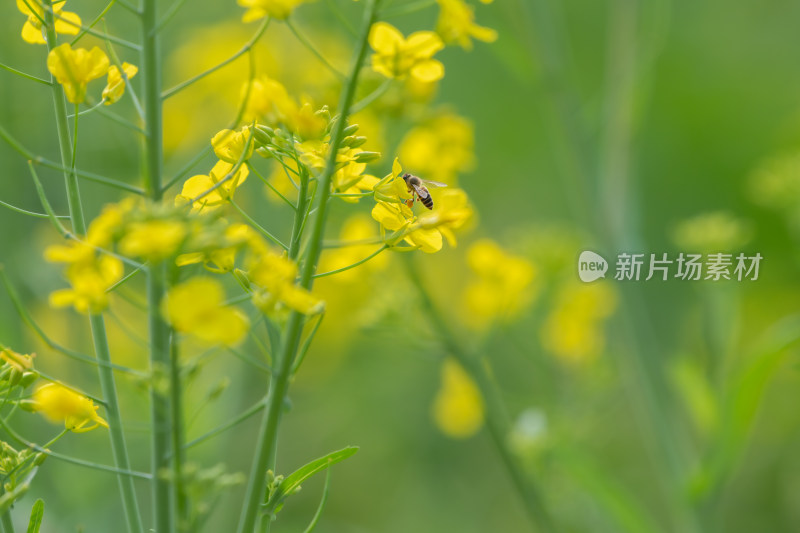 春天油菜花和蜜蜂