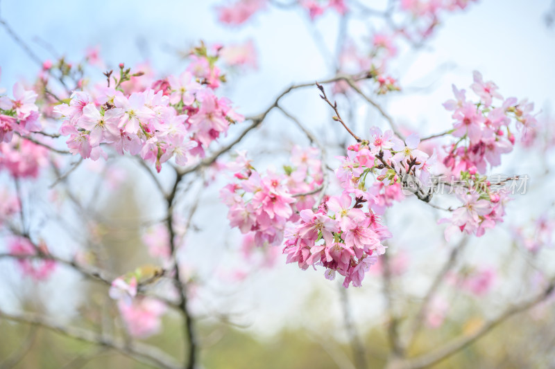 樱花特写拍摄