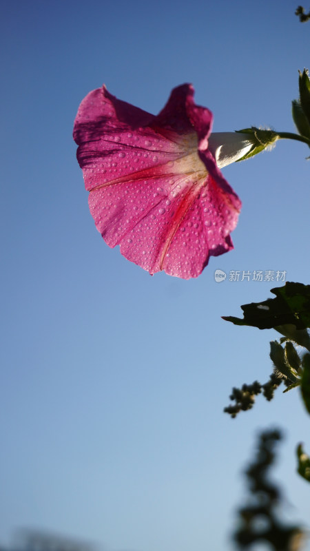 牵牛花特写全景合集