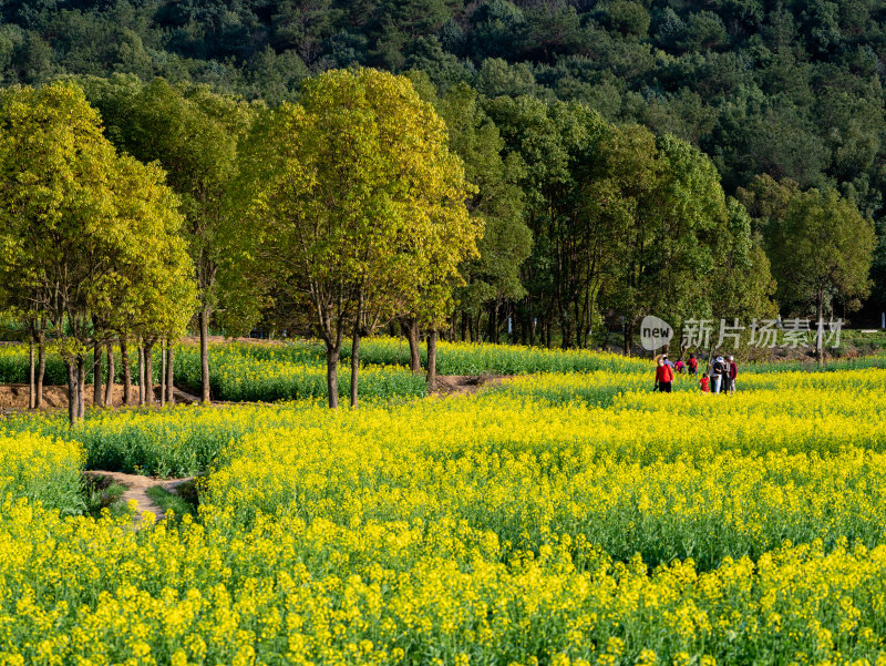 春天武汉森林公园的油菜花海