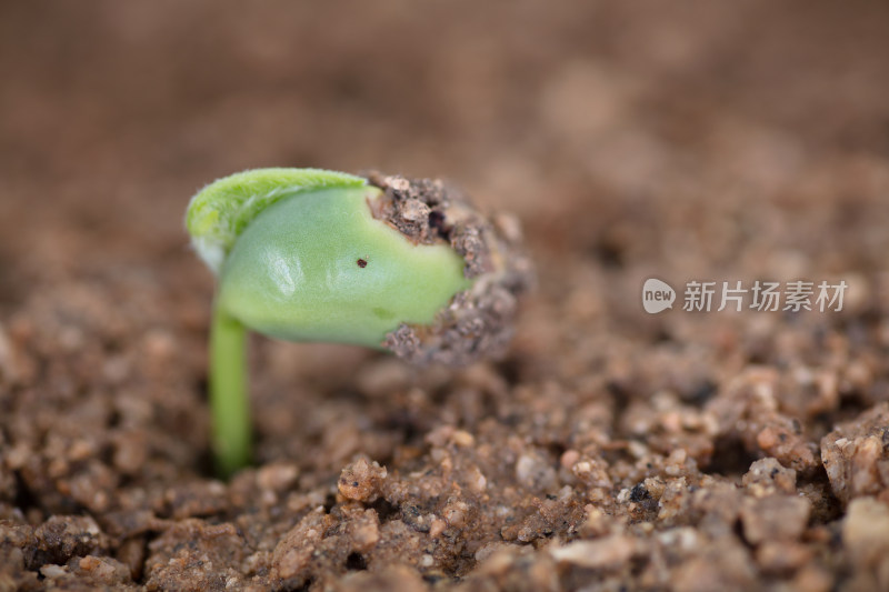 春天土壤里长出的嫩芽