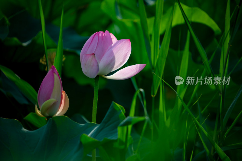 特写荷花与荷叶