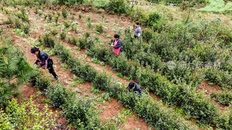 重庆酉阳：青山雾漫别样美