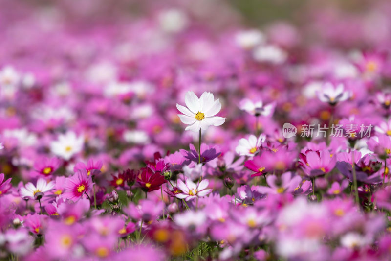 春天立春节气格桑花盛开