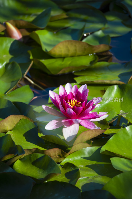 夏天莲花池里盛开的粉色睡莲风景