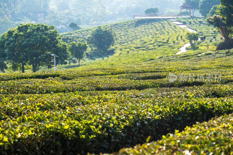 惠州柏塘绿茶茶园清晨时分茶树上