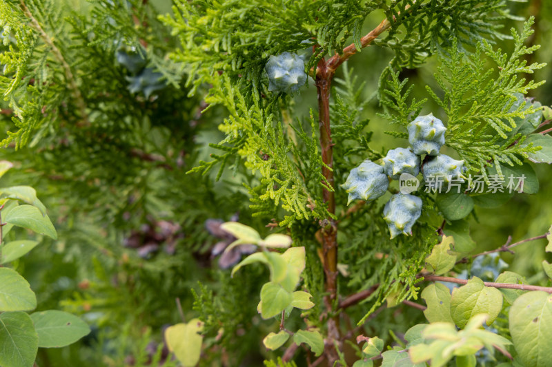 绿色植物与果实特写