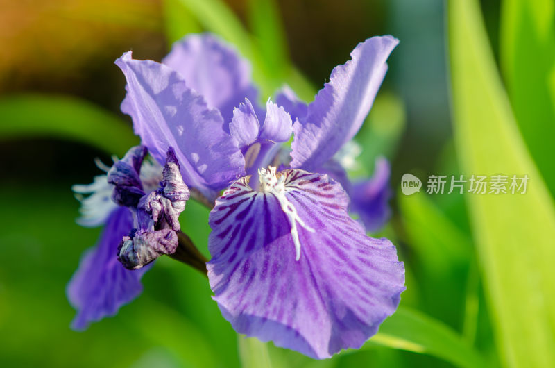 紫色鸢尾花特写