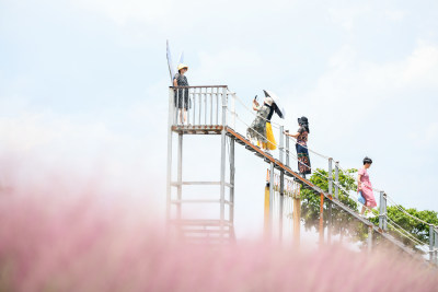 粉黛乱子草花海浪漫