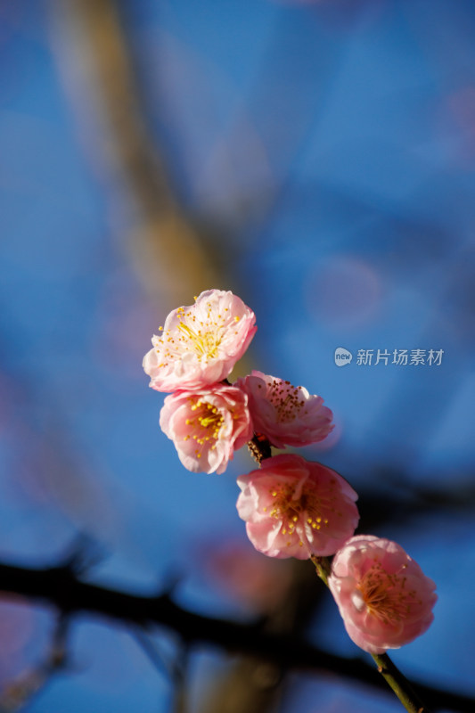 蓝天背景下的粉色梅花枝特写