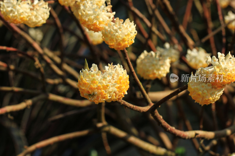 完全绽放的结香花实拍