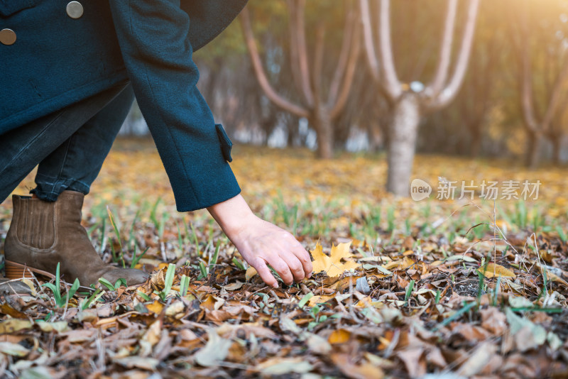 秋天在公园游玩捡树叶的中国女性