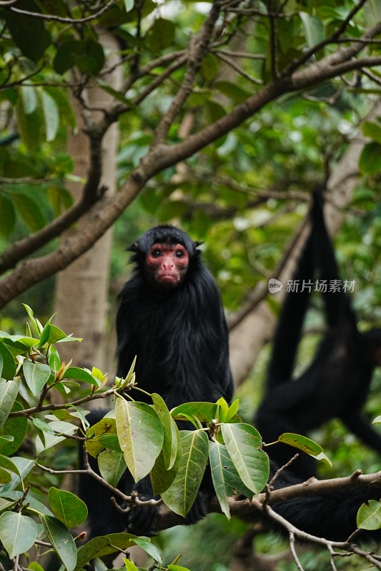 黑叶猴栖息于树枝场景
