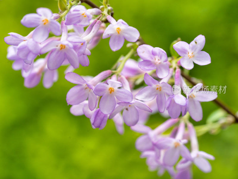 春天的芫花特写