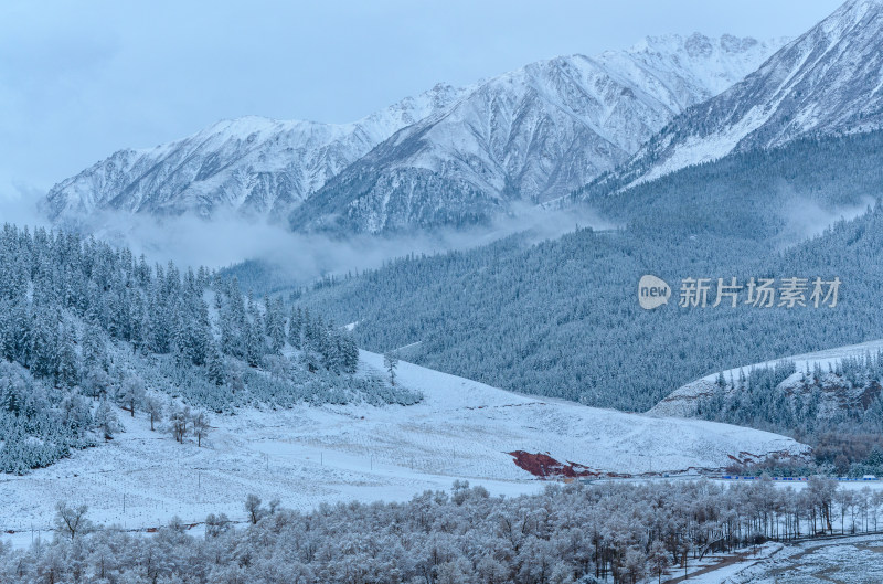 青海祁连卓尔山树林自然唯美雪景风光