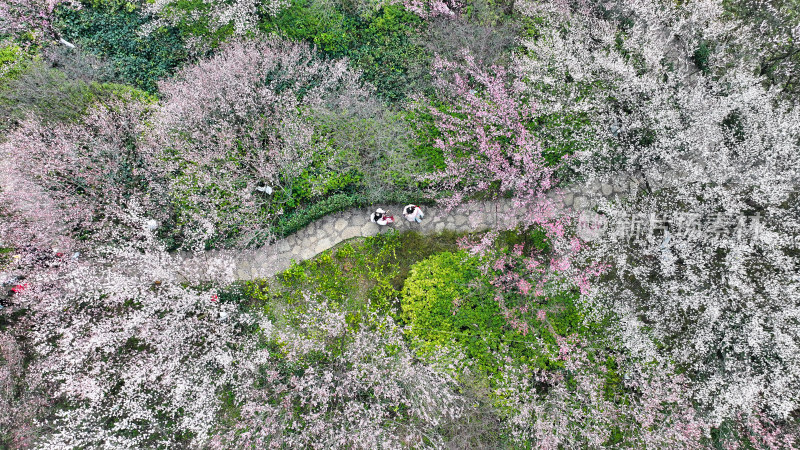 盛开的梅花  大美自然风景