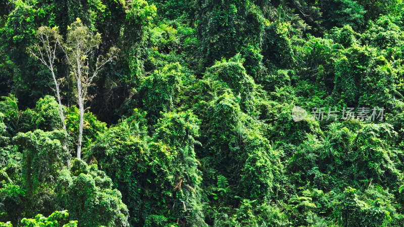 中科院西双版纳热带植物园