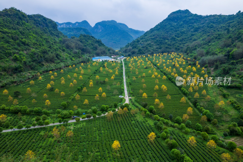 广东清远英德茶园茶场春天采茶风光航拍