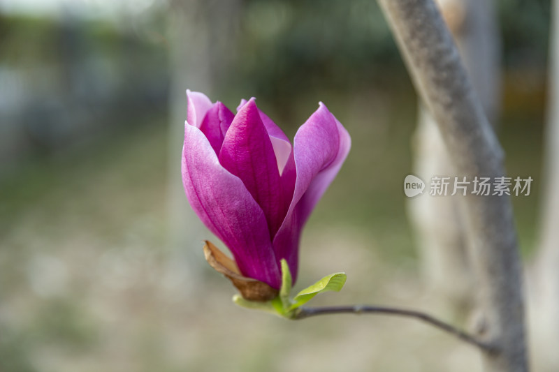 阳光花卉自然景色