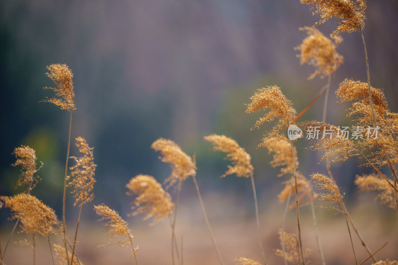 唯美芦苇花背景