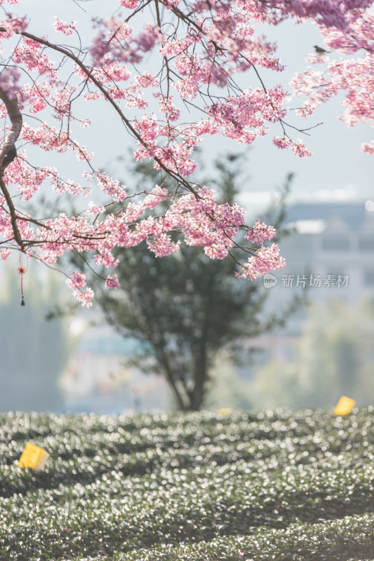 樱花盛开